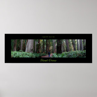 Stout Grove Redwood Träd Poster