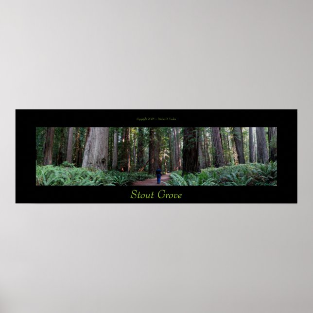 Stout Grove Redwood Träd Poster (Framsidan)