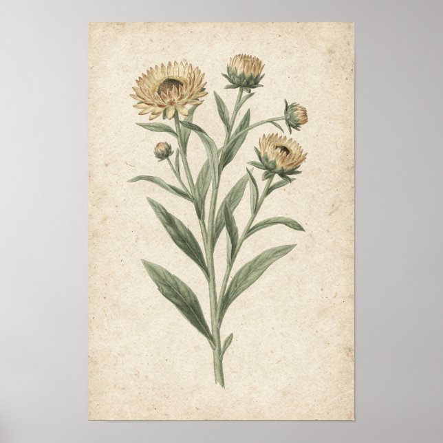 Stråbloms Konsttryck av Botanisk Motiv Poster (Framsidan)