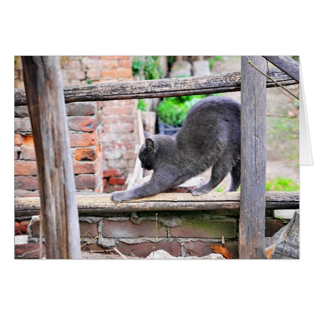 Sträckande katt hälsningskort (Framsidan Horizontal)