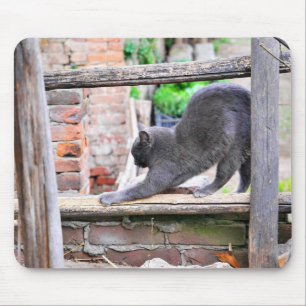 Sträckande katt musmatta