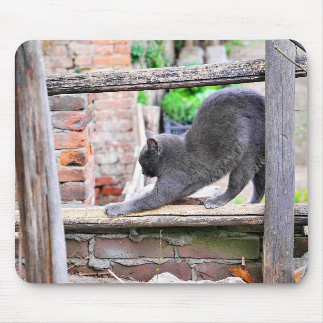 Sträckande katt musmatta (Framsidan)
