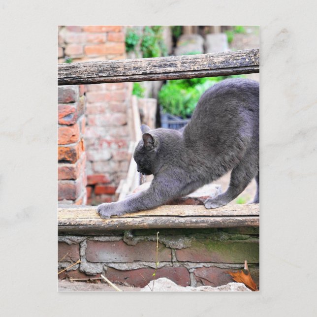 Sträckande katt vykort (Framsida)