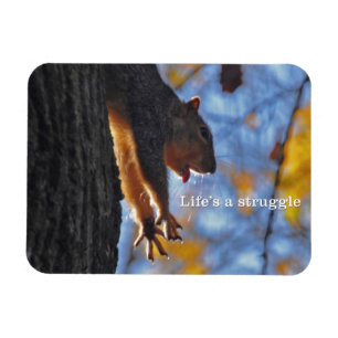 Sträckning av ekorre 2 magnet
