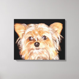 Sträckt kanvastryck för Yorkshire Terrier