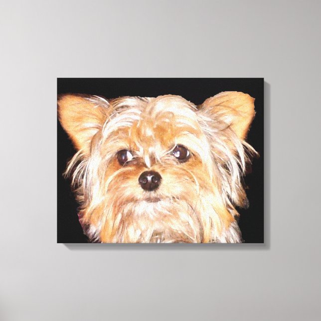 Sträckt kanvastryck för Yorkshire Terrier (Framsida)