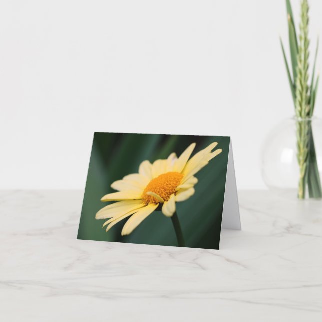 Strålande Daisy Blommfotografering  Anteckningskort (Framsida)