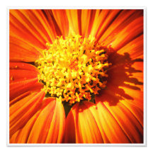 Strålande Orange Blomma Makro Vägg Konsttryck Foto