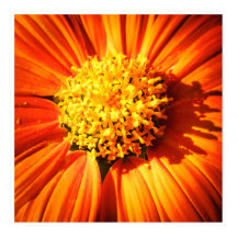 Strålande Orange Blomma Makro Väggkonsttryck Foto
