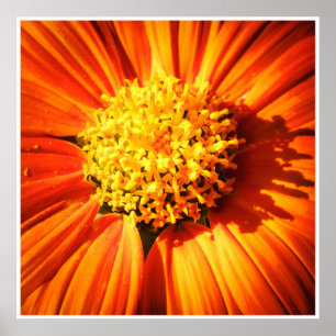 Strålande Orange Blomma Makro Väggkonsttryck Foto Poster