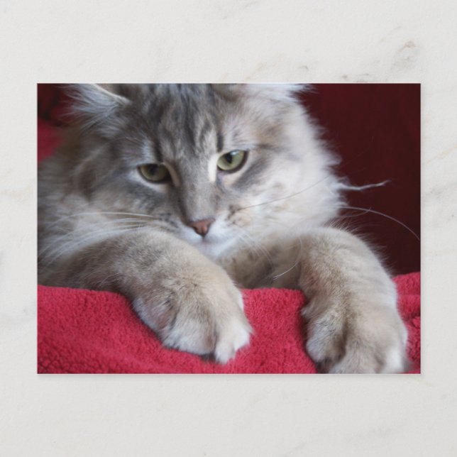 strålande raisin-vykort 4 vykort (Framsida)