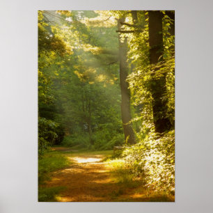 Strålar av ljust i skogen poster