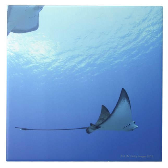 Strålar som simmar, Saipan, Northern Mariana Kakelplatta (Framsidan)