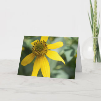 Strålört (Rudbeckia laciniata) Kort