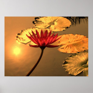 Strålpunktnäckros med solen som reflekterar poster