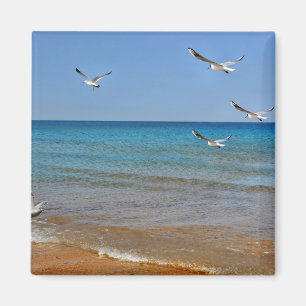 Strand och fiskmåsar magnet