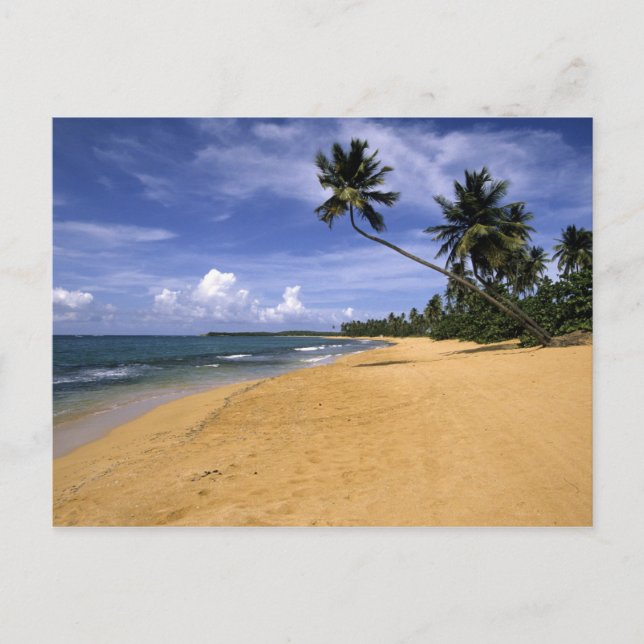 Strand Puerto Rico 2 Vykort (Framsida)