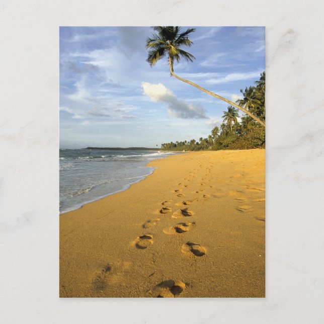 Strand Puerto Rico Vykort (Framsida)