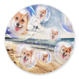 StrandCorgis Knopp