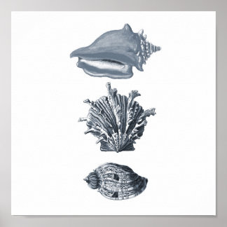 Stranddekoder för grått-seasheller, utskrift #8 poster