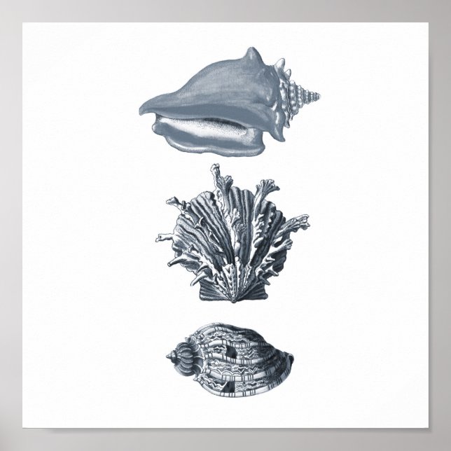 Stranddekoder för grått-seasheller, utskrift #8 poster (Framsidan)