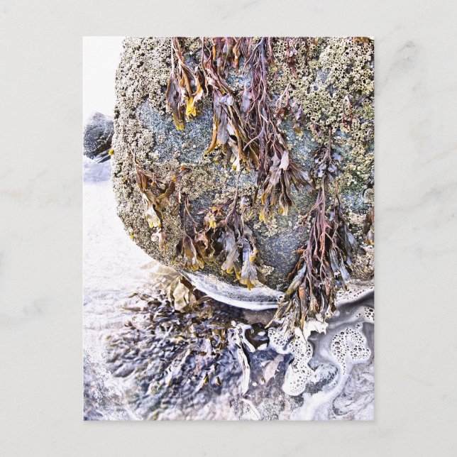 STRANDEN VYKORT (Framsida)