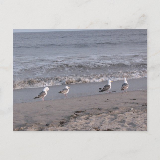 strandfåglar vykort (Framsida)
