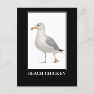 Strandkyckling – Humor om mås Vykort