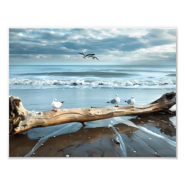 Strandmåsar Fotoutskrift Fototryck (Framsidan)