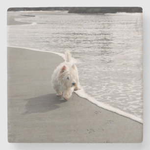 Strandnappande Westie Hund Foto Stenkoj Stenunderlägg