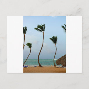 Strandpalm Vykort
