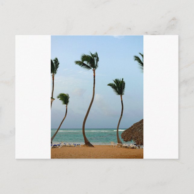 Strandpalm Vykort (Framsida)