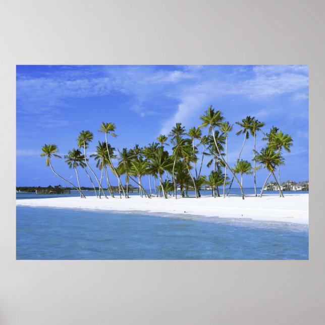 strandparadiset med hammock_Maldives poster (Framsidan)