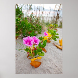 Strandpraktglans (Ipomoea Stolonifera) Poster