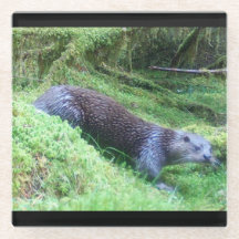 Strandsatt utter fridfullt vatten djurscen natur