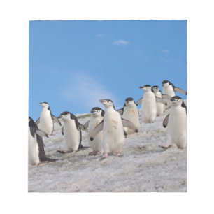 Strandskata Pingviner   Pygoscelis Antarctica Anteckningsblock