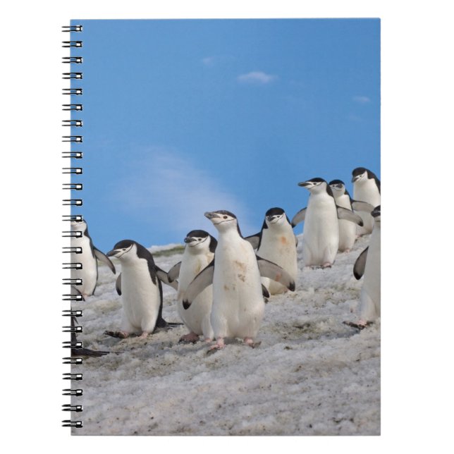 Strandskata Pingviner | Pygoscelis Antarctica Anteckningsbok Med Spiral (Framsidan)