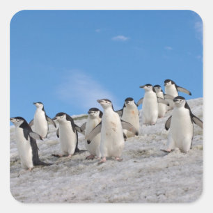 Strandskata Pingviner   Pygoscelis Antarctica Fyrkantigt Klistermärke