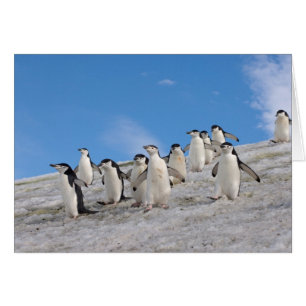 Strandskata Pingviner Pygoscelis Antarctica Hälsningskort
