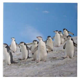 Strandskata pingviner   Pygoscelis Antarctica Kakelplatta