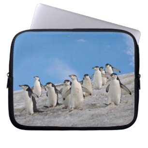 Strandskata Pingviner   Pygoscelis Antarctica Laptop Sleeve