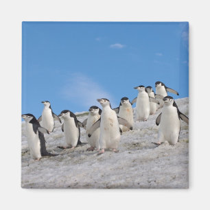 Strandskata Pingviner Pygoscelis Antarctica Magnet