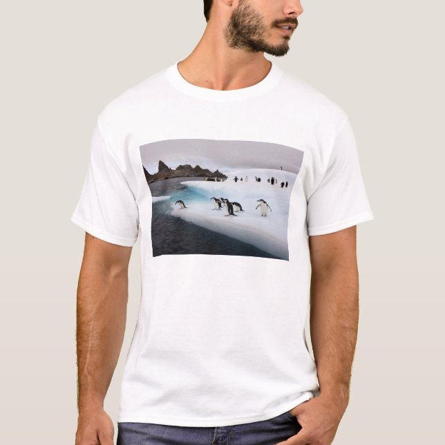 Strandskata pingviner t-shirt (Framsida)