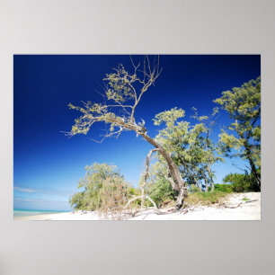 Strandträd Poster