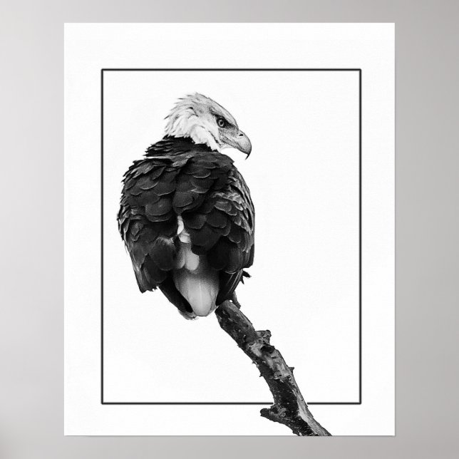 Sträng havsörn poster (Framsidan)