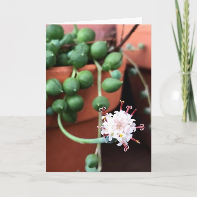 Sträng med Pärlerna Succulet Greeting Card Kort (Framsida)