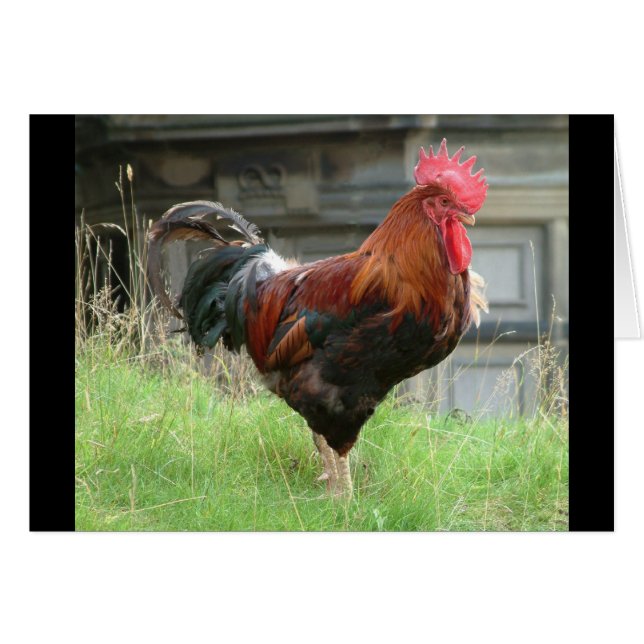 Sträng min saker hälsningskort (Framsidan Horizontal)