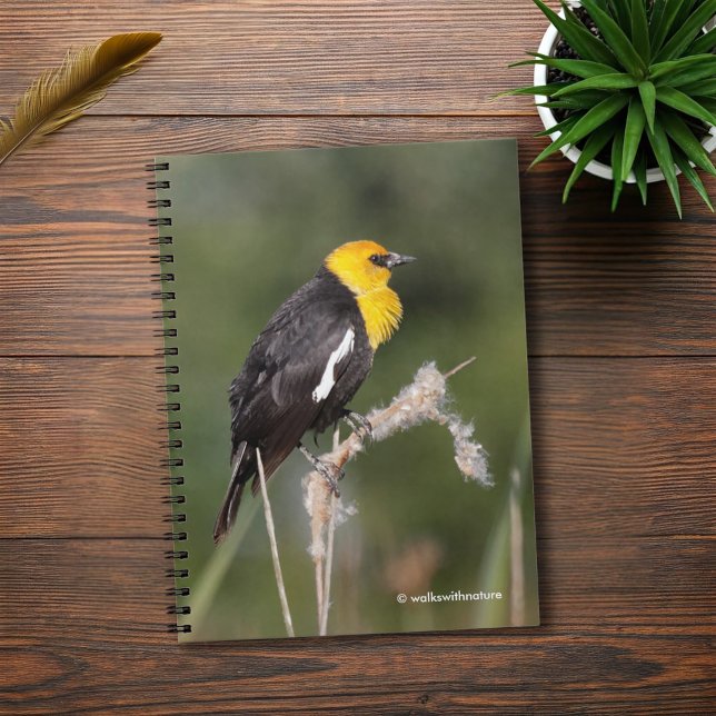 Strängande Gult-Headed Blackbird i Marsh Anteckningsbok Med Spiral (Yellow-Headed Blackbird in the Marsh Journal Cover Photo)