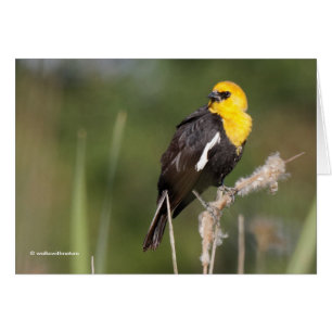 Strängande Gult-Headed Blackbird i Marsh Hälsningskort