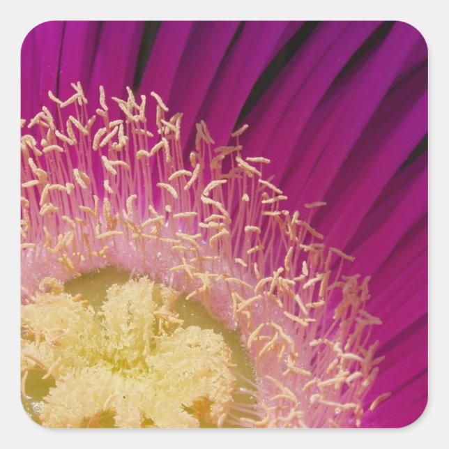 Strängblommor Fyrkantigt Klistermärke (Framsida)